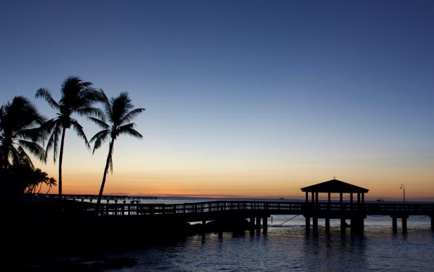 pier and palm trees along florida beach