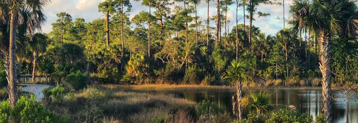 Wetlands with trees, shrubs and blue sky