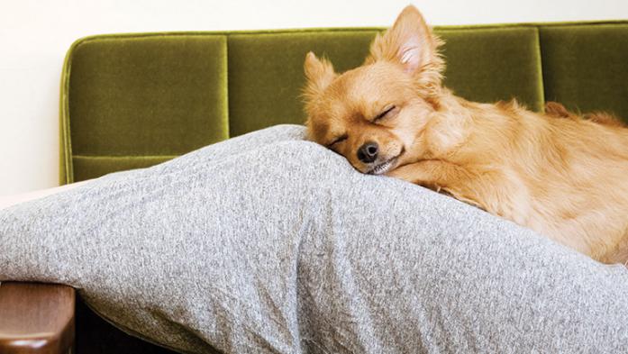 Dog resting on woman's legs on couch